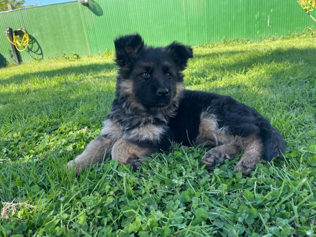 Cuccioli pastore tedesco pelo lungo - Foto 2