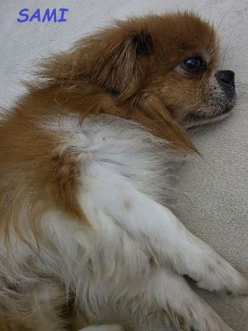 SAMI pechinese 9anni buono con tutti! URGENTE - Foto 3