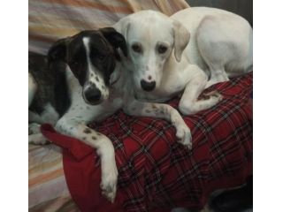 Kira e Kinder: cessione di proprietà