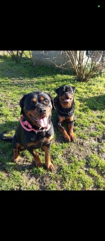 Cuccioli rottweiler - Foto 3