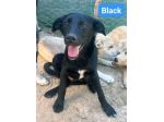 ALBA  BLACK  THOR  IVAN  CUCCIOLI IN ADOZIONE