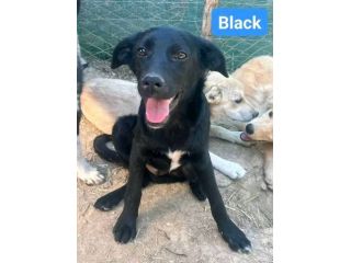 ALBA  BLACK  THOR  IVAN  CUCCIOLI IN ADOZIONE