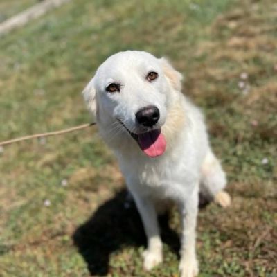 AGNESE TIMIDA E DELICATA CAGNOLINA IN ADOZIONE - Foto 3