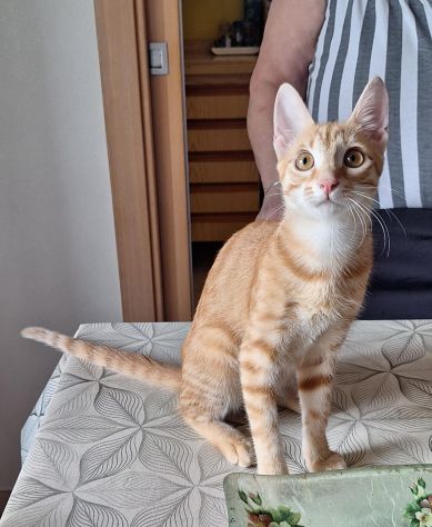 Zoe, una meravigliosa rossa - Foto 5