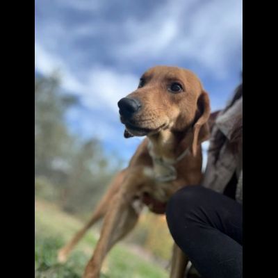 DIAMANTE SOCIEVOLE DELICATO CANE IN ADOZIONE  TG CONTENUTA - Foto 5