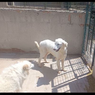 MELODY MIX GOLDEN RETRIVER  CUCCIOLONA IN ADOZIONE - Foto 5