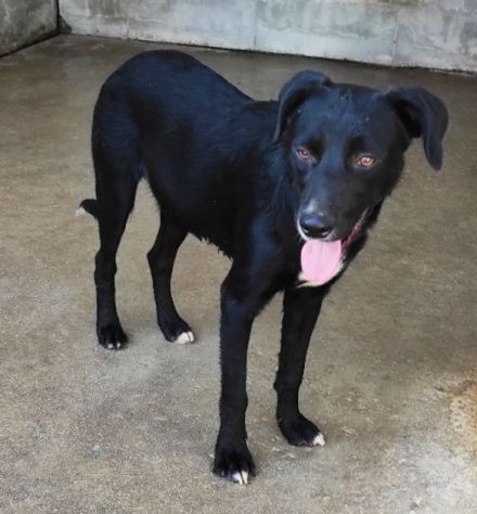 CAGNOLINO IN ADOZIONE: RAOUL, tenerissimo,mix labrador, taglia medio contenuta. - Foto 8