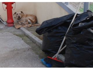 ARGO, socievole cagnolino