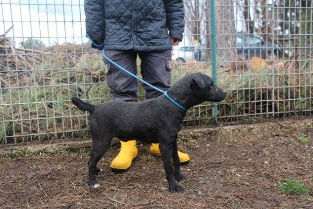 DARKO, servitore fedele - Foto 2