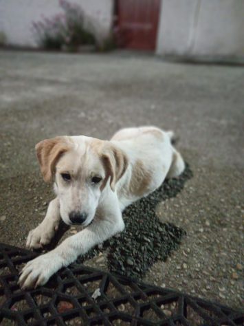 Malu cucciolo adozione del cuore
