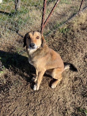 UBALDA E UGOLINO CAGNOLINI IN ADOZIONE - Foto 8
