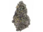 Purple Queen