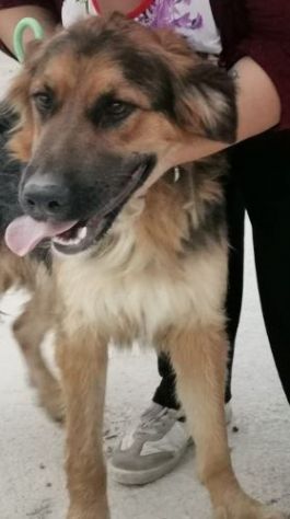 4/5anni mix Pastore pelo lungo bello e buono in canile aspetta ancora. CASERTA - Foto 3