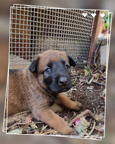 Cuccioli Allevamento Pastore Belga Malinois Catanzaro Calabria - Foto 2