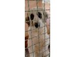POMEZIA BELLISSIMA CAGNOLONA IN ADOZIONE