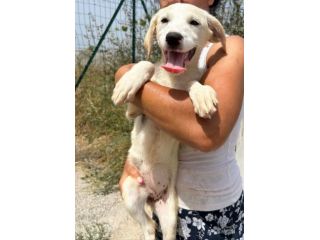 TOPAZIO cucciolo simil Labrador in canile