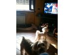 Dogsitter, catsitter, pensione cani casalinga ROMA: Acilia Axa Casal Palocco