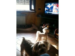 Dogsitter, catsitter, pensione cani casalinga ROMA: Acilia Axa Casal Palocco