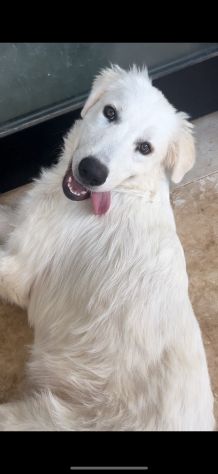 Magnifico cucciolo taglia grande - Foto 3
