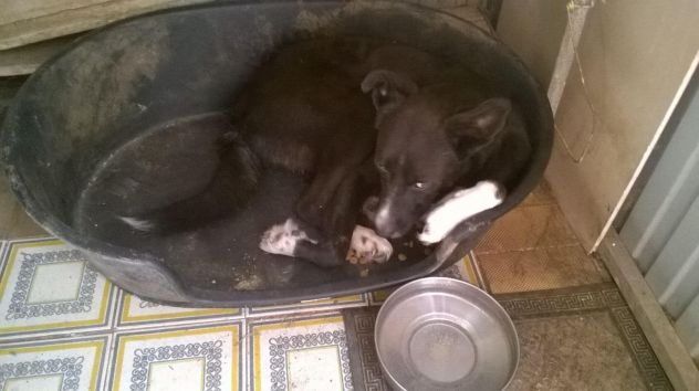 CODINA, dolcissima cagnolina in cerca d'amore - Foto 2