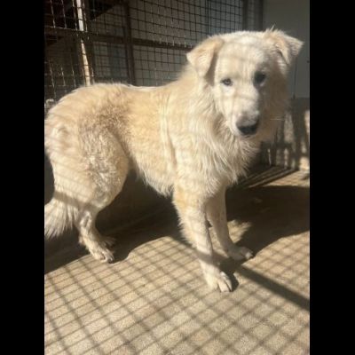 OWELL alla ricerca della libertà, CANE IN ADOZIONE - Foto 10