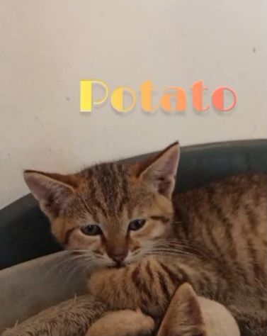 Potato: maschietto 3 mesi - Foto 2