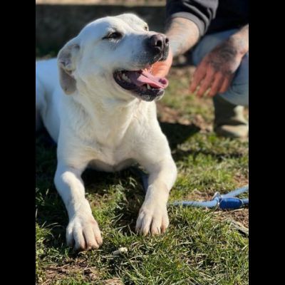 NEVE; SPLENDIDA CAGNOLONA, DIMENTICATA IN CANILE, IN ADOZIONE - Foto 4