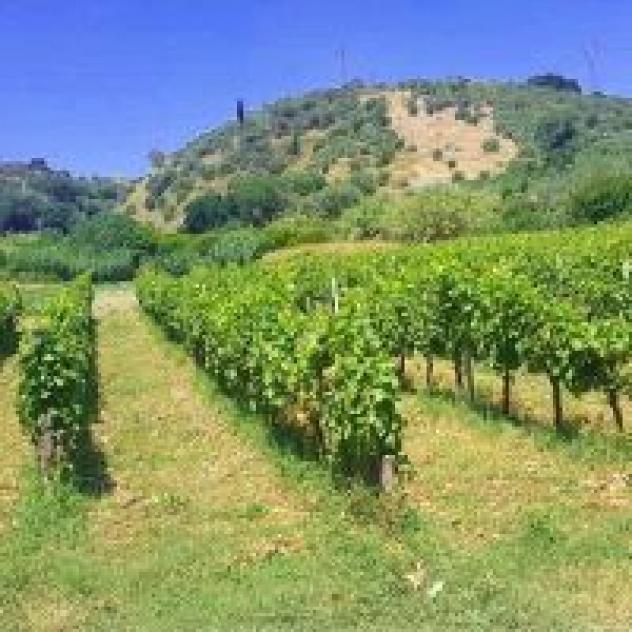 Azienda Agricola di Parra Francesco - Foto 3