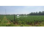 TERRENO AGRICOLO di 9000 mq (VEDELAGO) rif. RT594_5