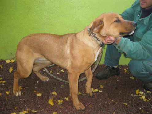 LINDA, labrador speciale - Foto 5