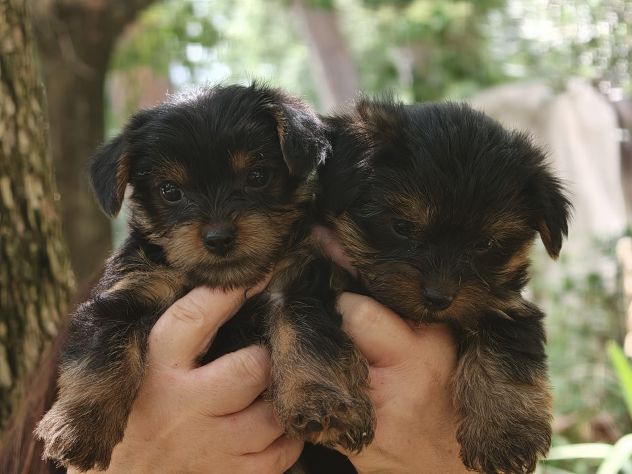 Cucciole di Yorkshire Terrier - Foto 5