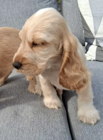 Cuccioli di Cocker Spaniel. - Foto 2