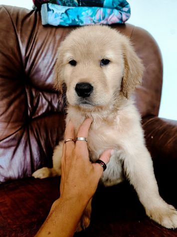 Golden Retriever Americani - Foto 5