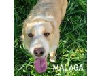 Malaga taglia media 16 kg