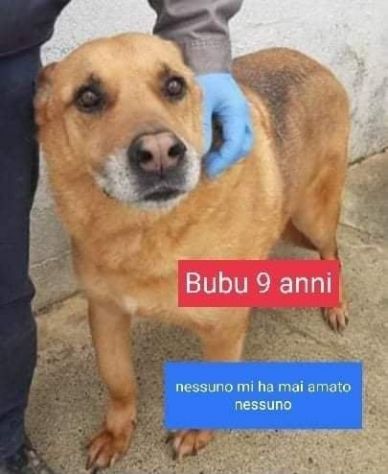 BUBU 9anni dolce patatone mai amato da nessuno!tg media  SUD