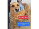 BUBU 9anni dolce patatone mai amato da nessuno!tg media  SUD