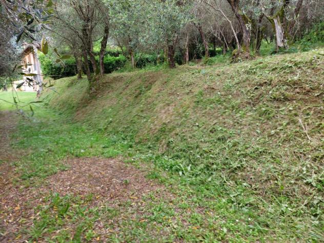 TERRENO AGRICOLO di 10000 mq (CAMAIORE - pieve di camaiore) rif. 1001 - Foto 13