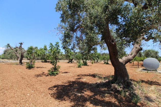 TERRENO AGRICOLO VIA DELLE ROSE GROTTAGLIE - Foto 5