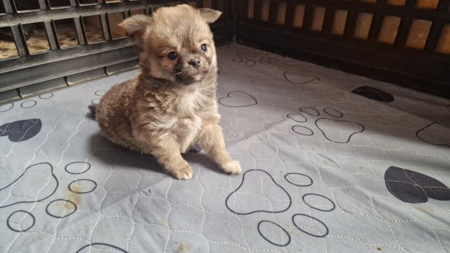 Cuccioli di chihuahua - Foto 5