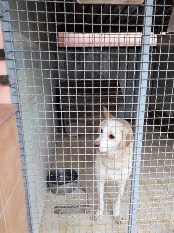 ERCOLE, stupendo mix labrador - Foto 6