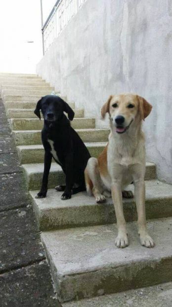 STARSKY E HUTCH, due adorabili cuccioloni - Foto 2