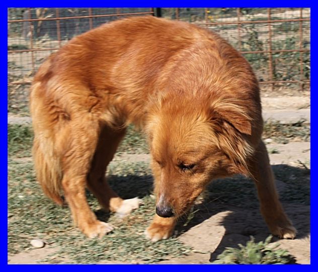 AGO , DOLCISSIMO CAGNOLINO IN CANILE,CERCA UNA FAMIGLIA - Foto 4
