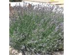 B&B Santa Caterina