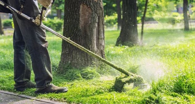 Servizi di agricoltura e giardinaggio - Foto 3