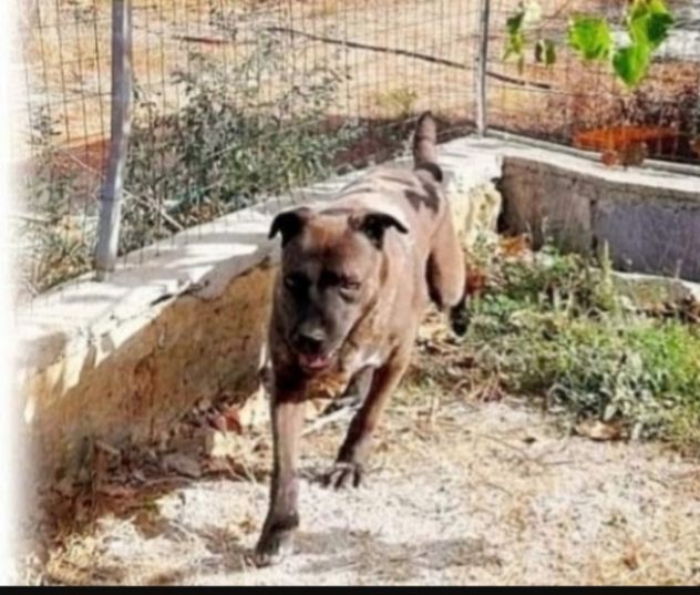 Ruben 6anni manto nocciola,molto triste,cresce in box PUGLIA - Foto 3