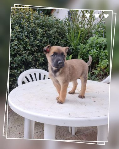 Allevamento Pastore Belga Malinois Puglia Basilicata Campania - Foto 2