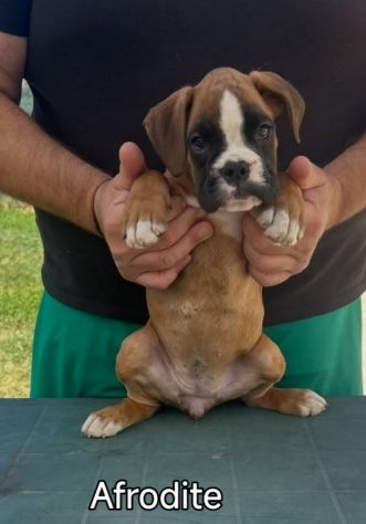 Cuccioli boxer da Riproduzione Selezionata
