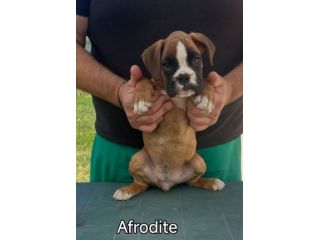 Cuccioli boxer da Riproduzione Selezionata