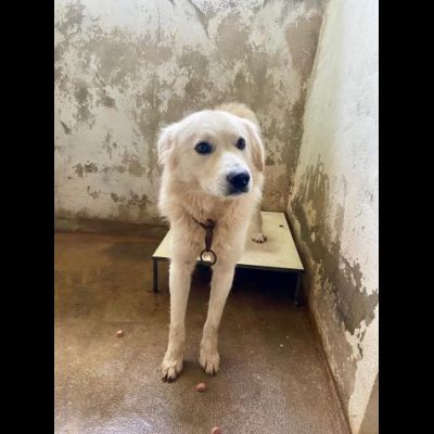 RUNNER un tesoro speciale, cerca casa CANE IN ADOZIONE - Foto 6