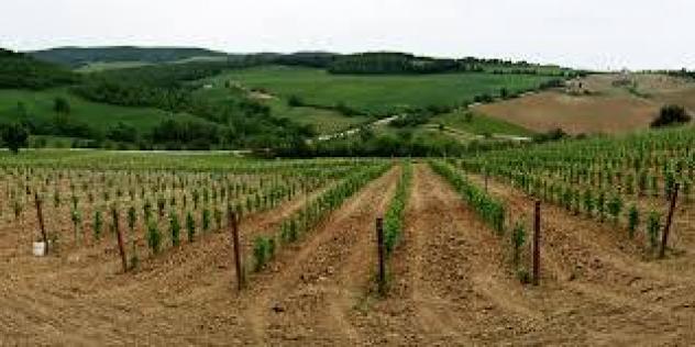 Terreno agricolo in vendita a Castelnuovo Berardenga 158000 mq Rif: 870449 - Foto 3